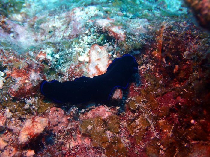 Pseudoceros sapphirinus