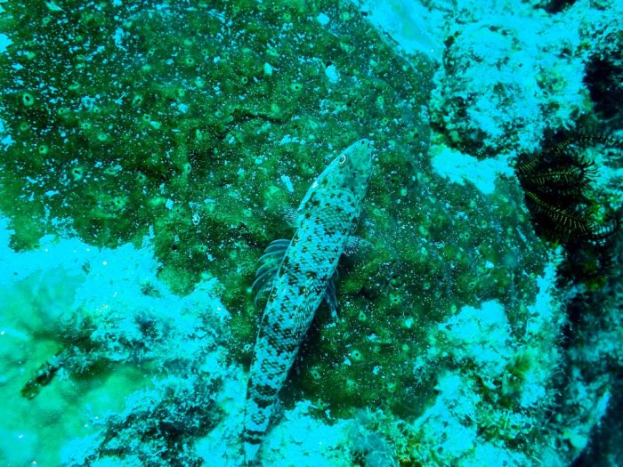 Saurida gracilis