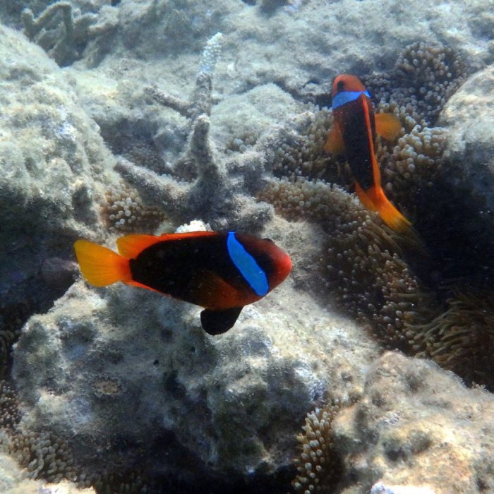 Amphiprion melanopus