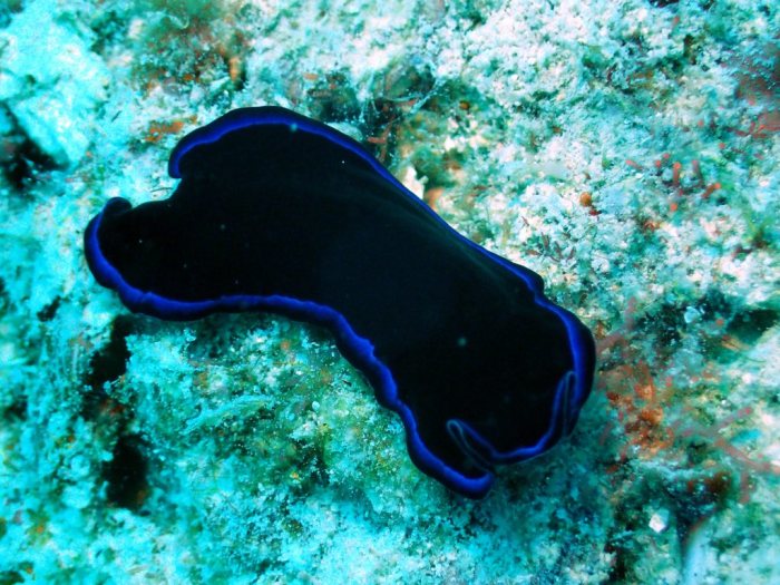 Pseudoceros sapphirinus
