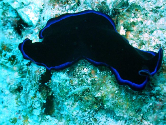 Pseudoceros sapphirinus