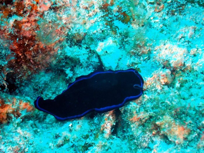 Pseudoceros sapphirinus
