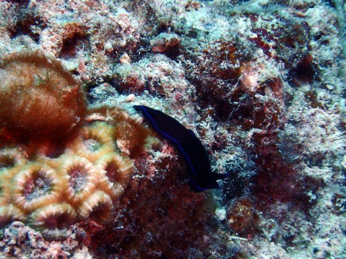 Pseudoceros sapphirinus