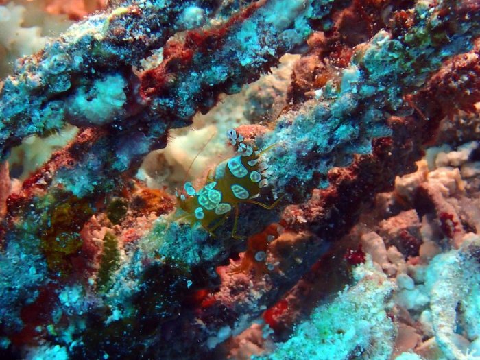 Thor amboinensis