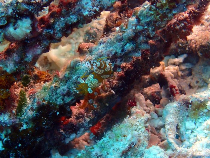 Thor amboinensis