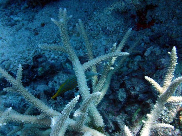 Oxymonacanthus longirostris