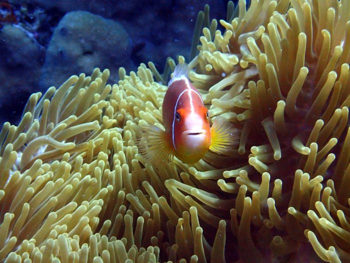 Amphiprion perideraion