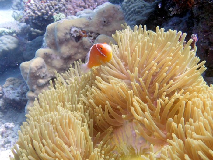Amphiprion perideraion