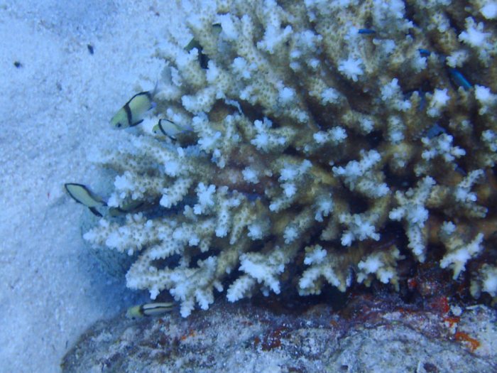 Dascyllus reticulatus