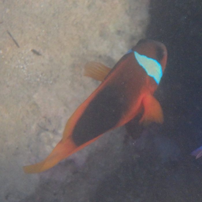 Amphiprion melanopus