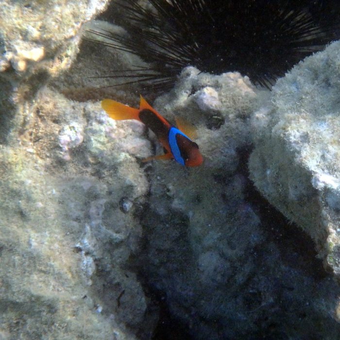 Amphiprion melanopus