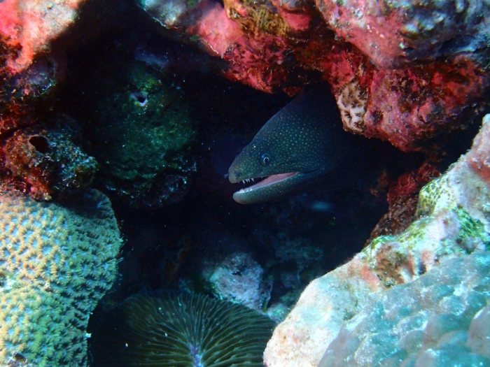 Gymnothorax meleagris