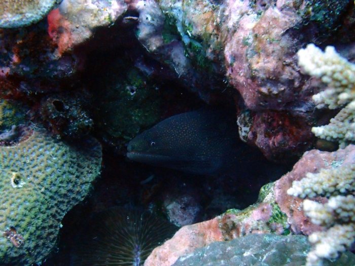 Gymnothorax meleagris