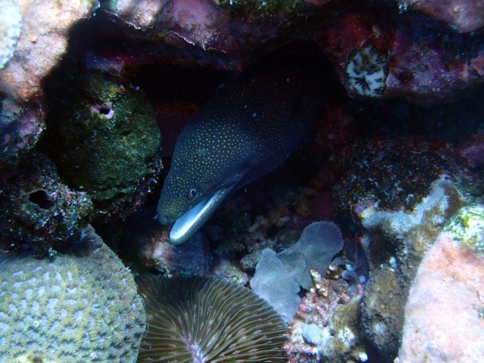 Gymnothorax meleagris
