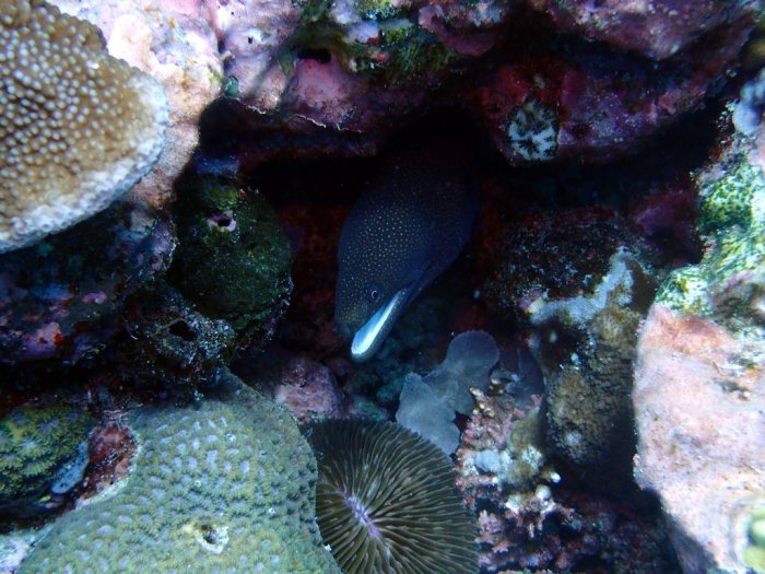 Gymnothorax meleagris