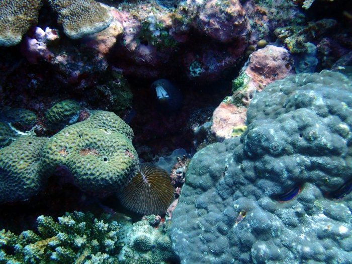 Gymnothorax meleagris