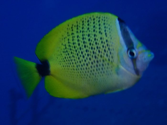 Chaetodon miliaris