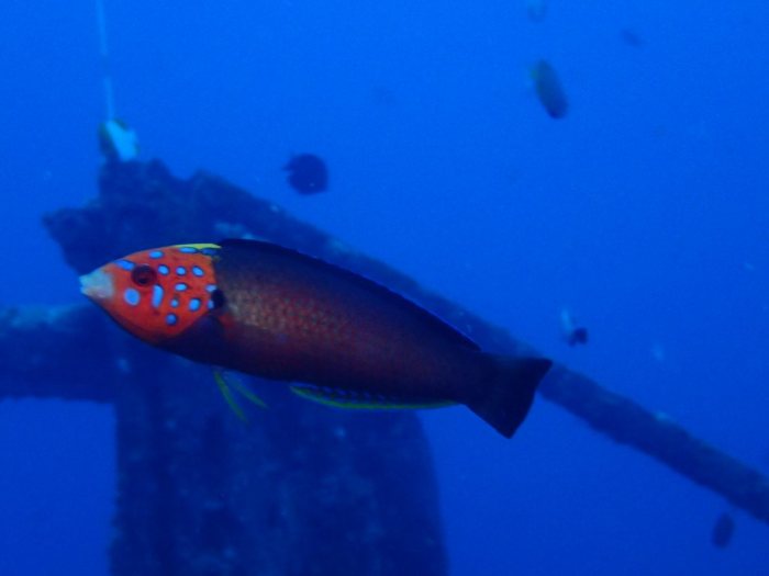 Anampses chrysocephalus