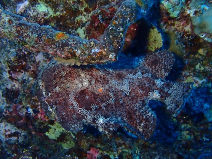Antennarius commerson