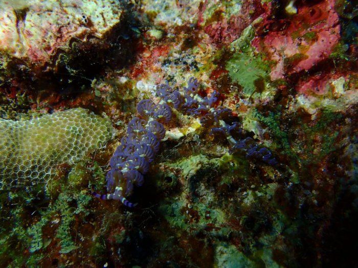 Pteraeolidia ianthina