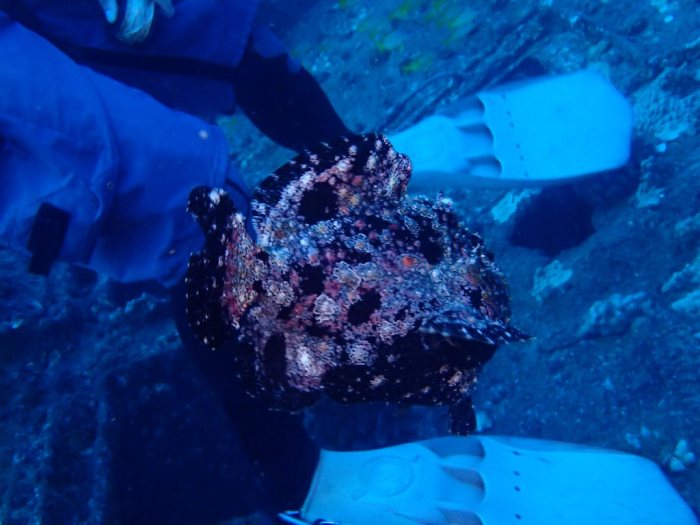Antennarius commerson