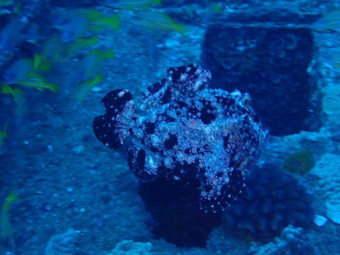 Antennarius commerson