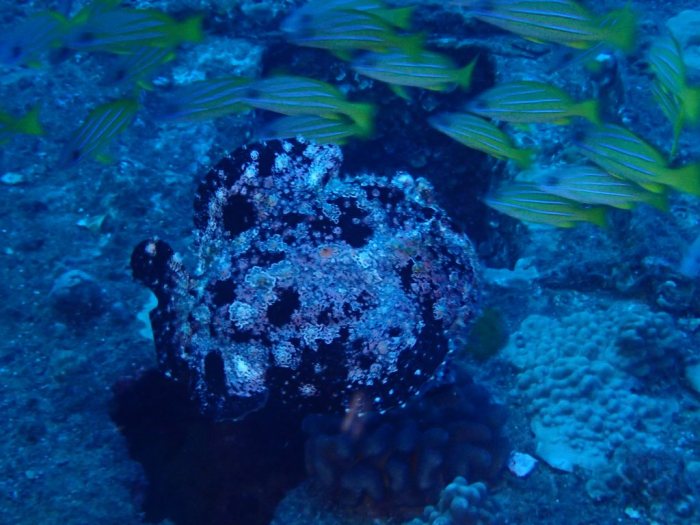 Antennarius commerson