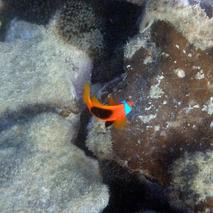 Amphiprion melanopus