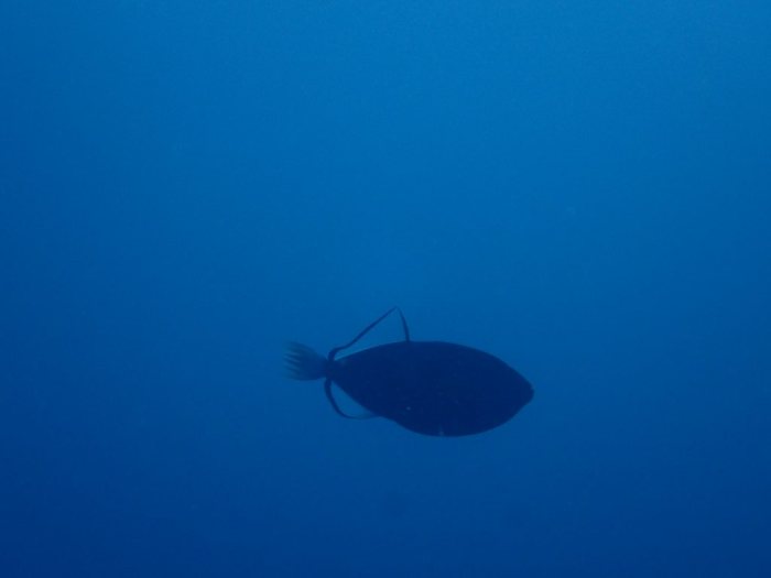 Melichthys vidua