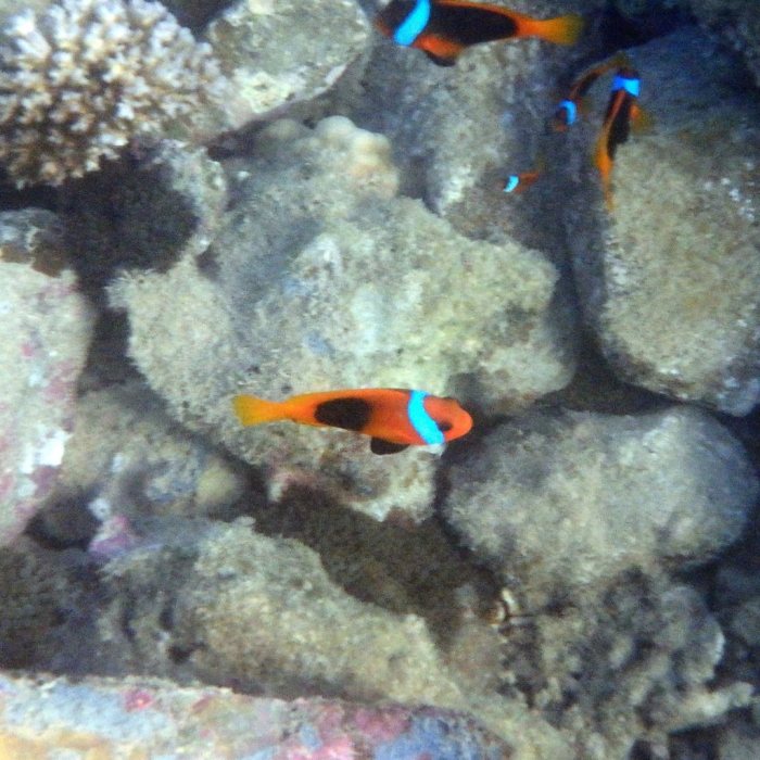 Amphiprion melanopus