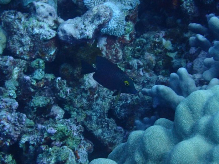 Ctenochaetus strigosus