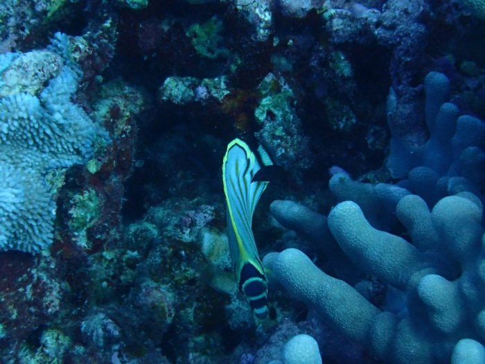 Chaetodon ornatissimus
