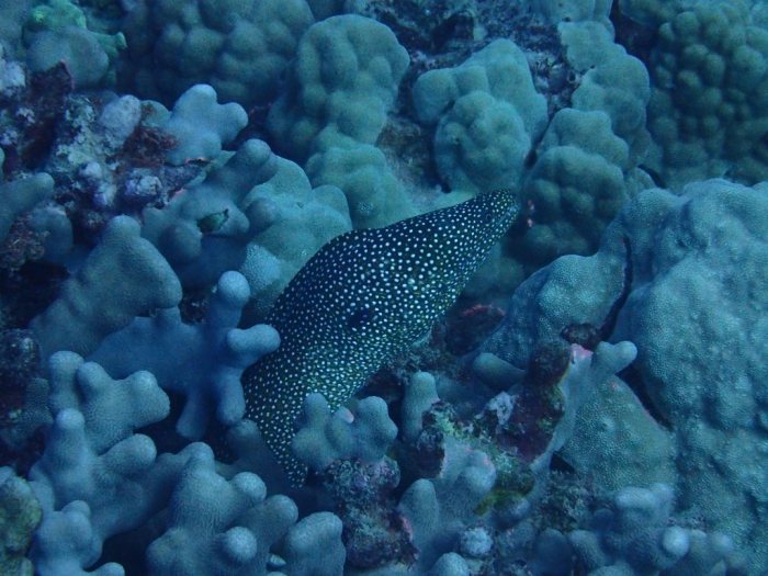 Gymnothorax meleagris