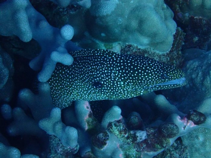 Gymnothorax meleagris