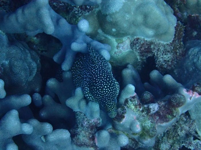 Gymnothorax meleagris