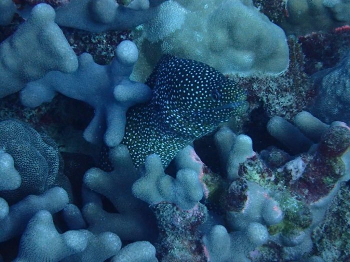 Gymnothorax meleagris
