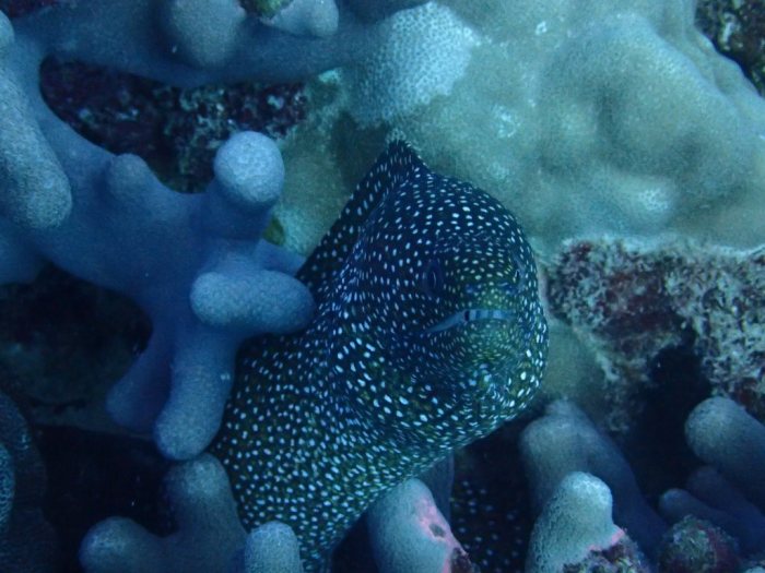 Gymnothorax meleagris