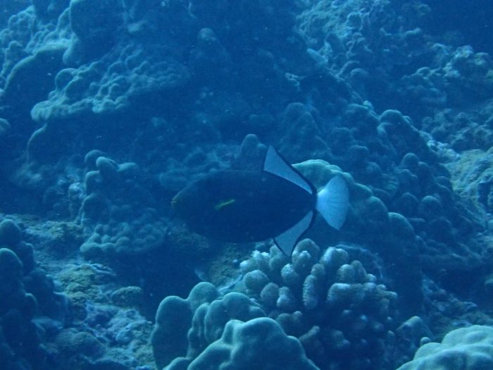 Melichthys vidua