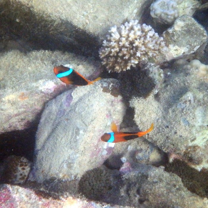 Amphiprion melanopus