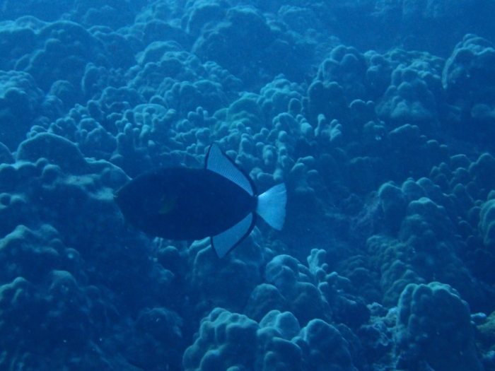 Melichthys vidua