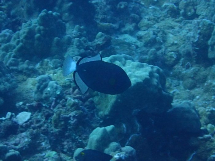 Melichthys vidua