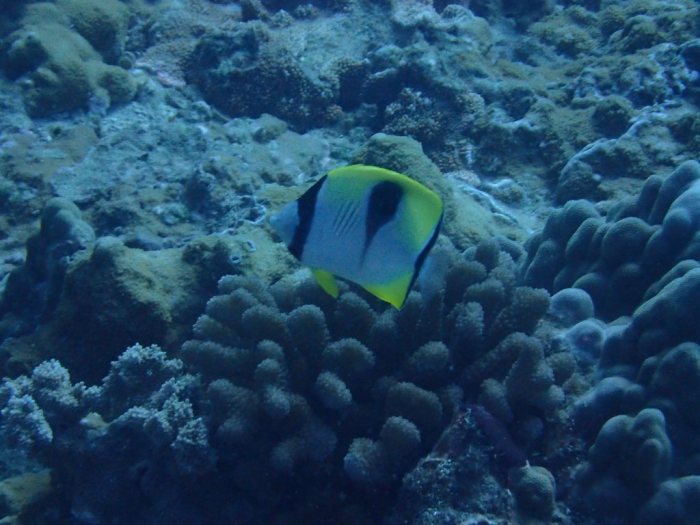 Chaetodon unimaculatus