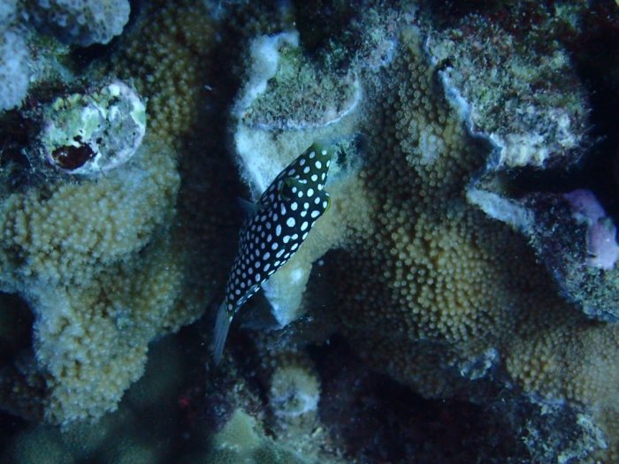 Canthigaster jactator