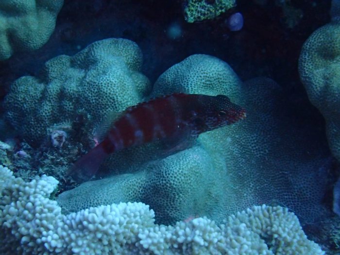 Cirrhitops fasciatus