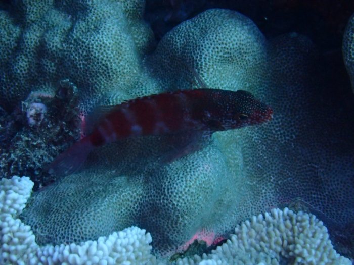 Cirrhitops fasciatus