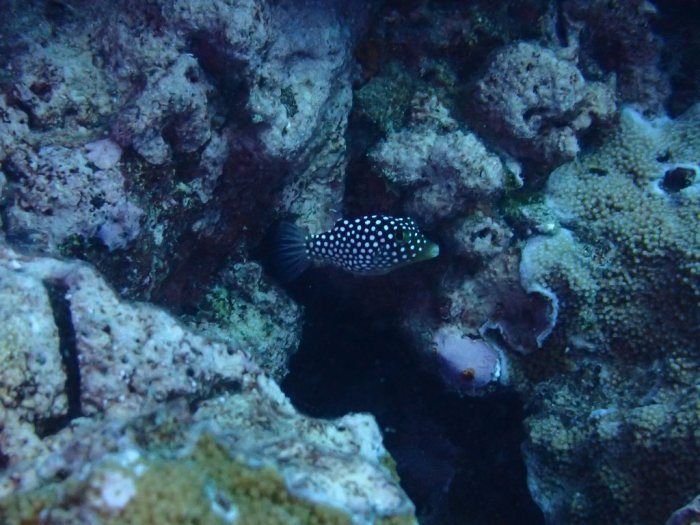 Canthigaster jactator