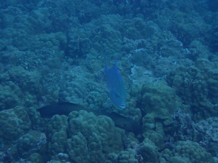 Caranx melampygus