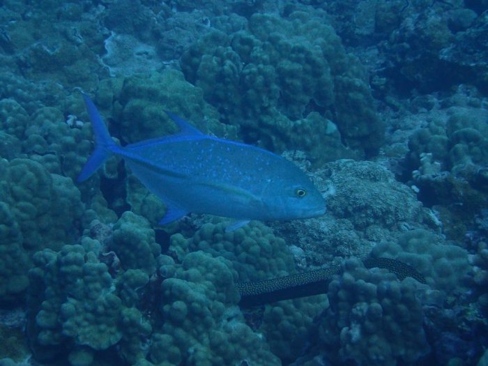 Caranx melampygus