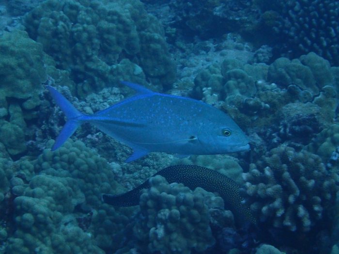 Caranx melampygus