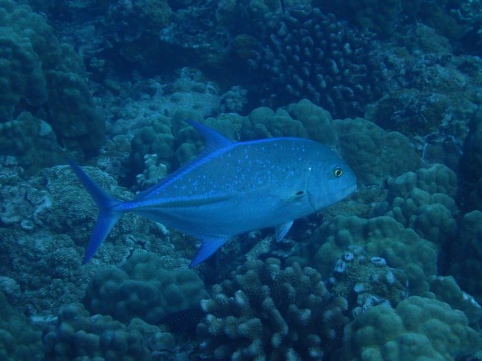 Caranx melampygus